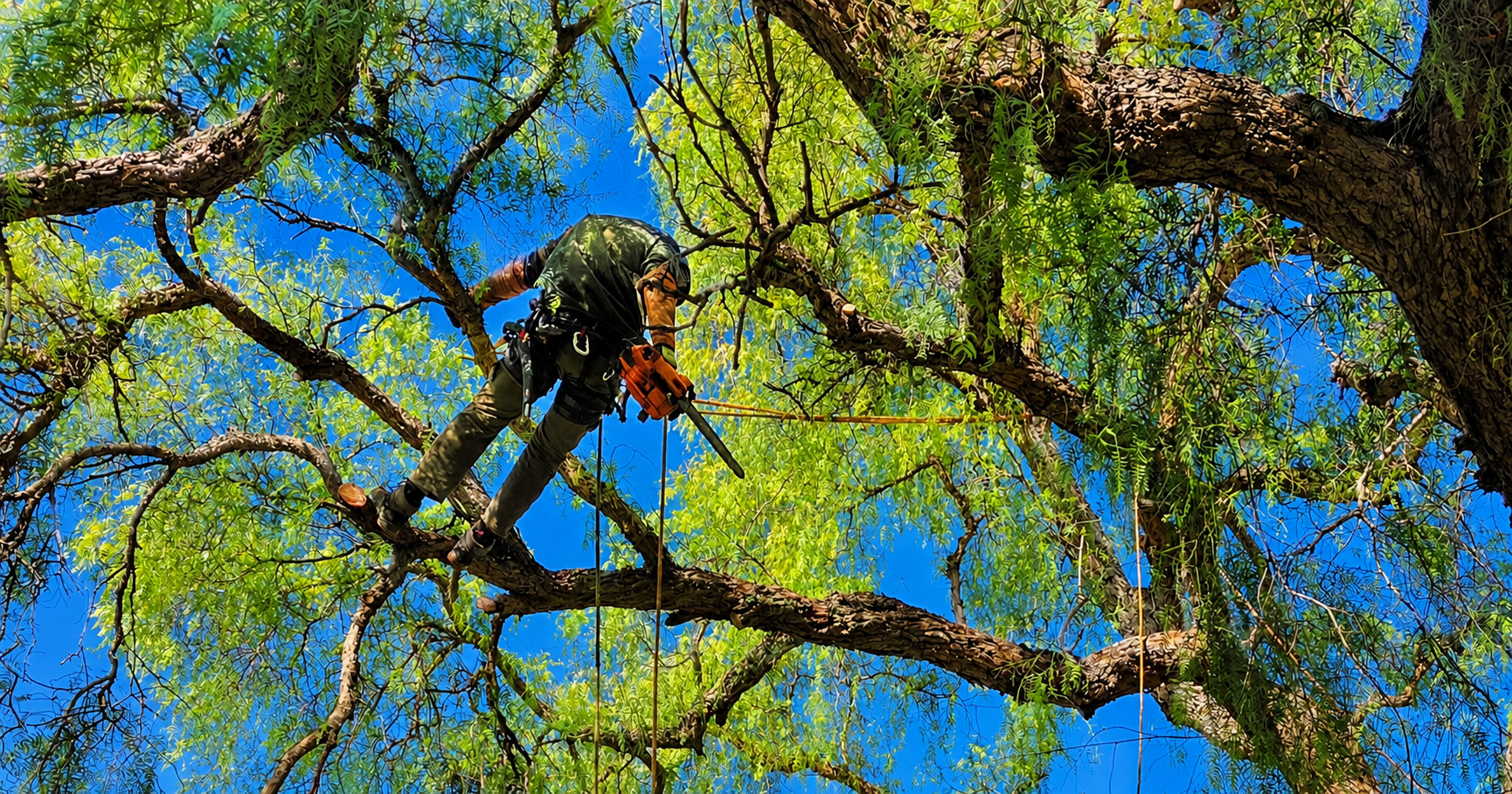Consulta profesional de jardinería en Valencia